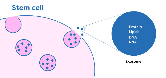 Stem Cell Therapy for Ovarian Rejuvenation in IVF
