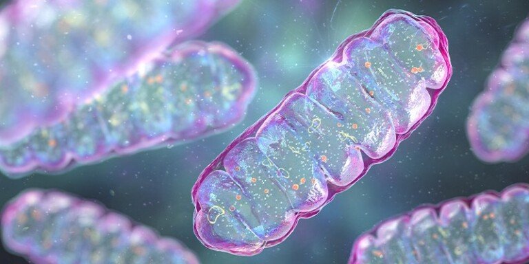How Is Mitochondrial Donation Regulated in Different Countries?