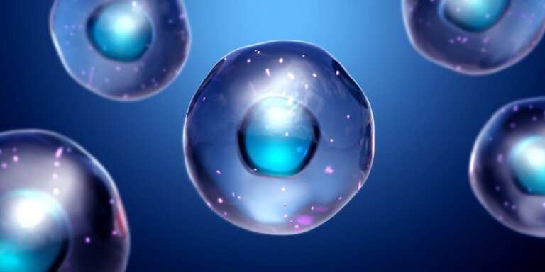 What are the Differences between Pronuclear Transfer and Spindle Transfer?