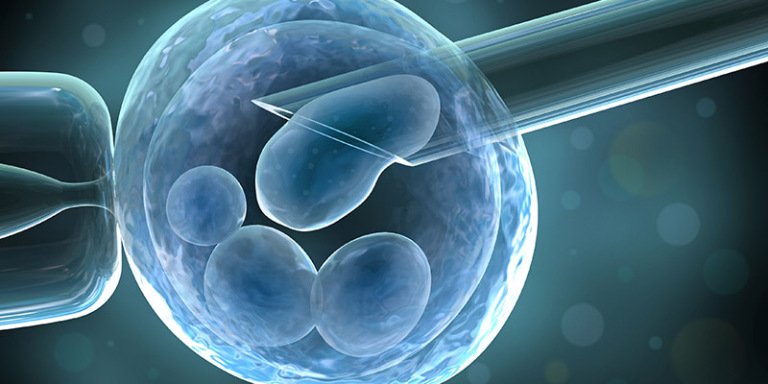 How is embryo fertilization performed?