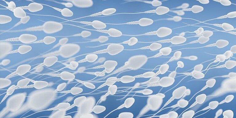 How is the Sperm Sample Prepared for IUI Treatment?