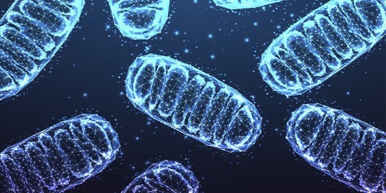 Investigating Mitochondrial Donation